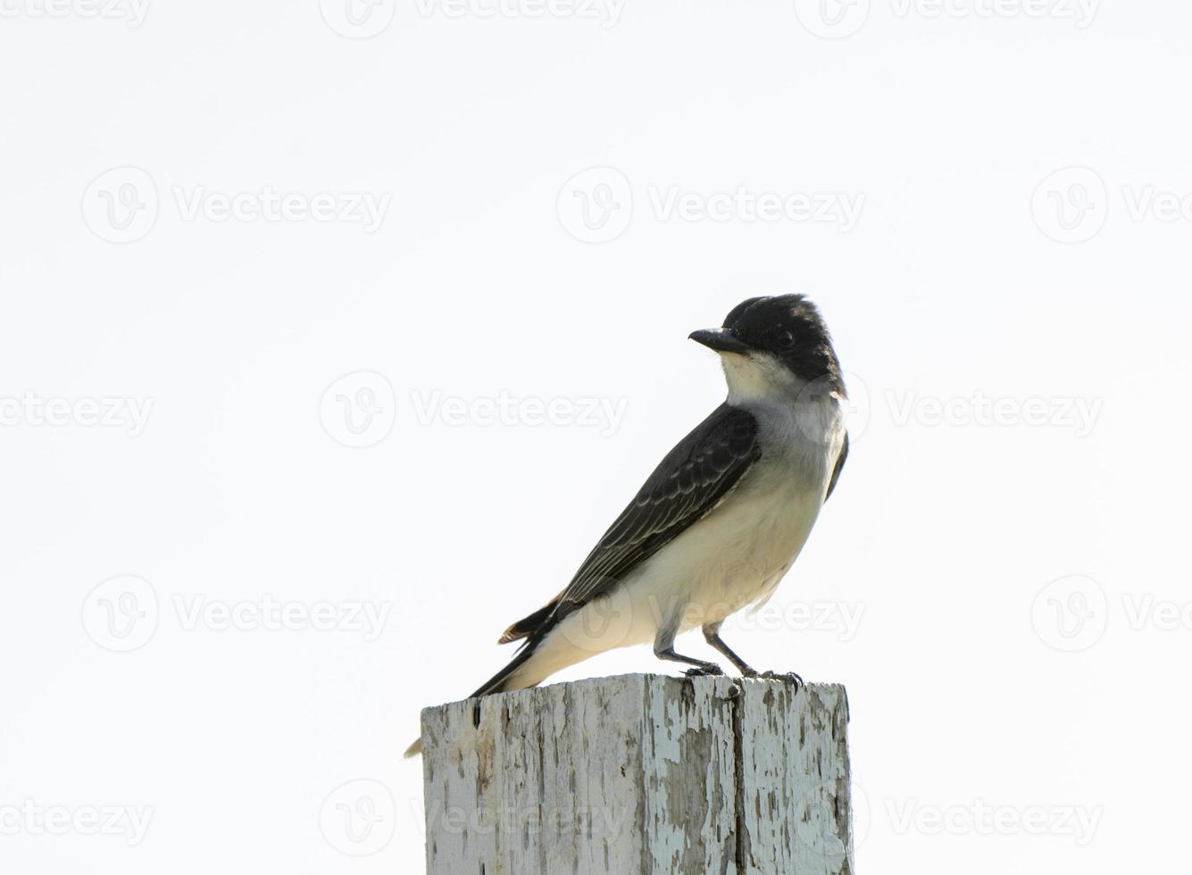 Tree Swallow at Sunset photo