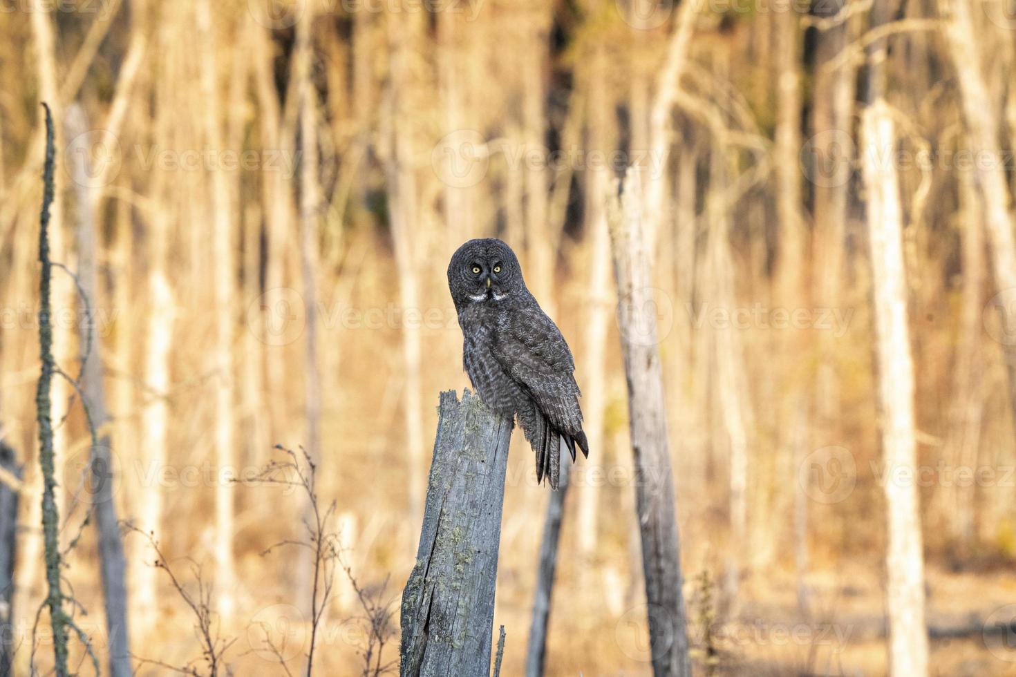 Great Grey Owl Saskatchewan photo