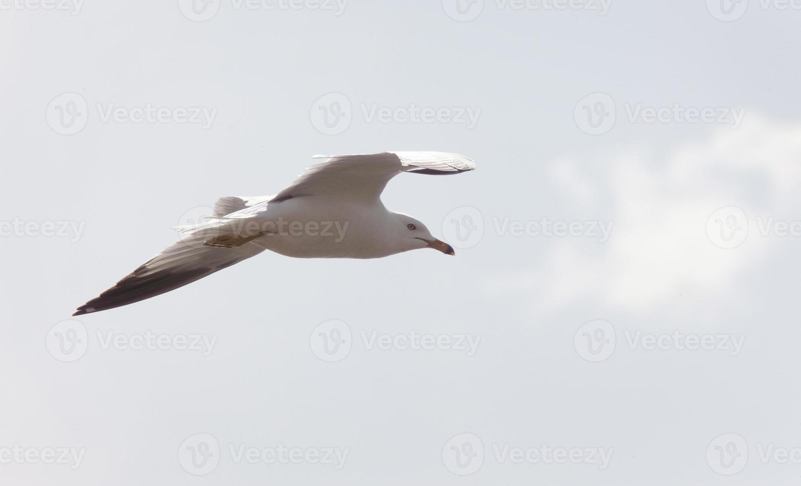 gaviota en vuelo foto