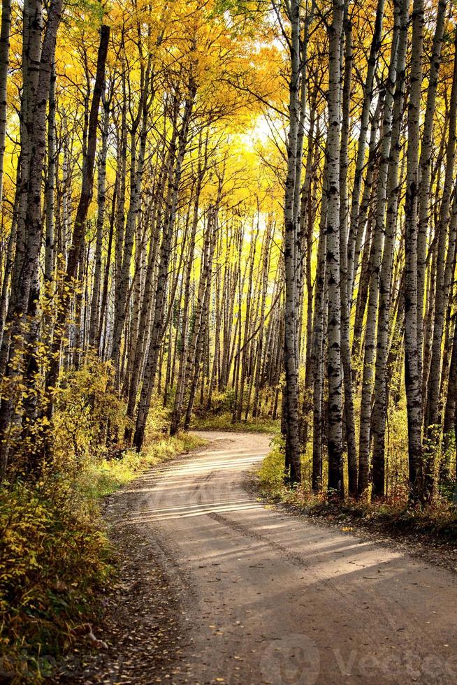 Autumn Northern Saskatchewan photo