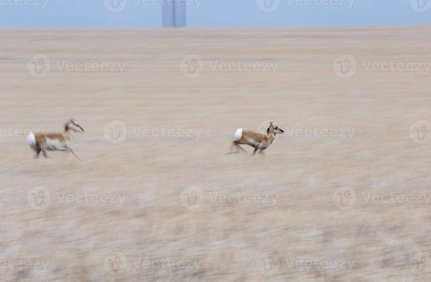 Pronghorn Antelope Saskatchewan photo