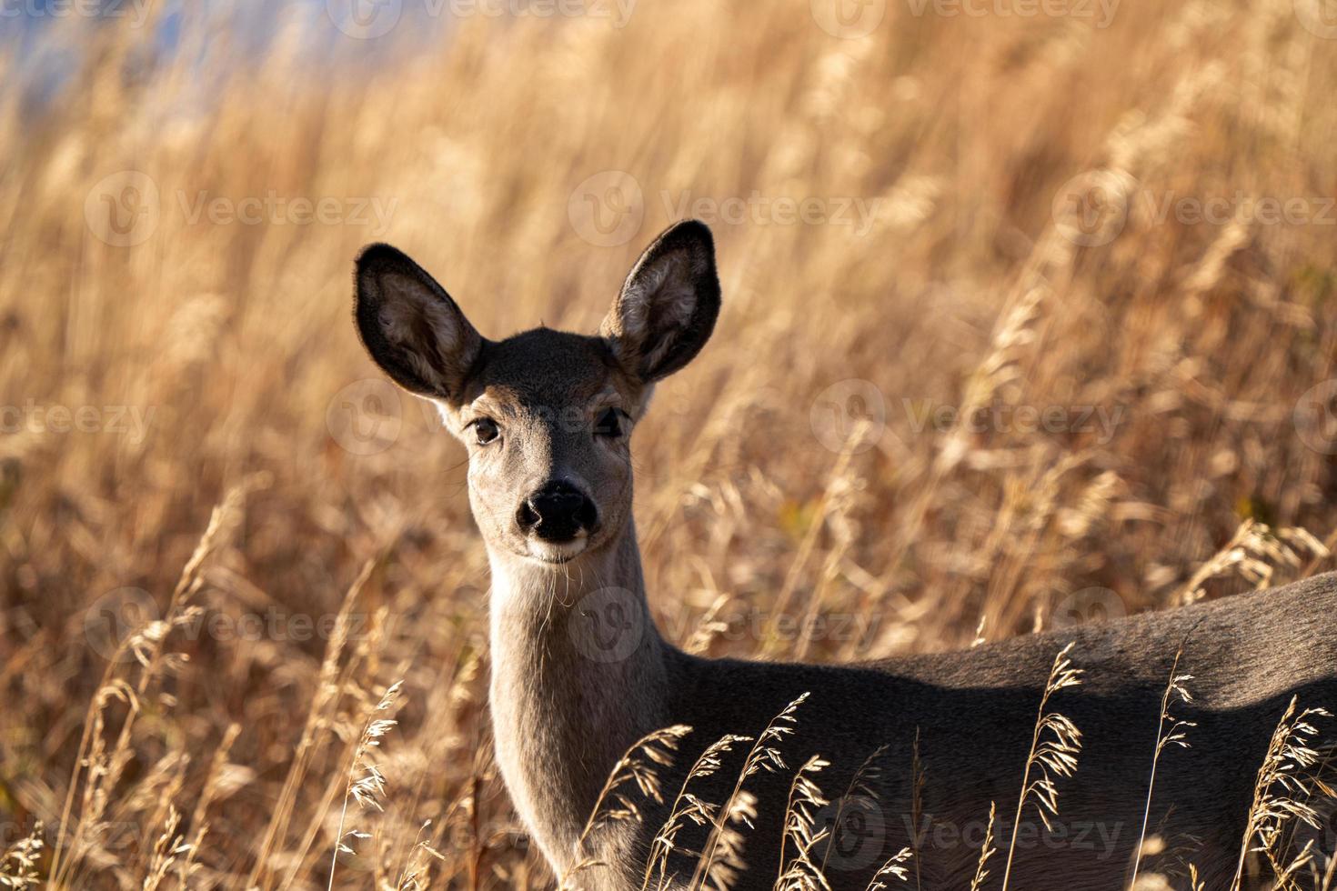 Deer in Wild photo