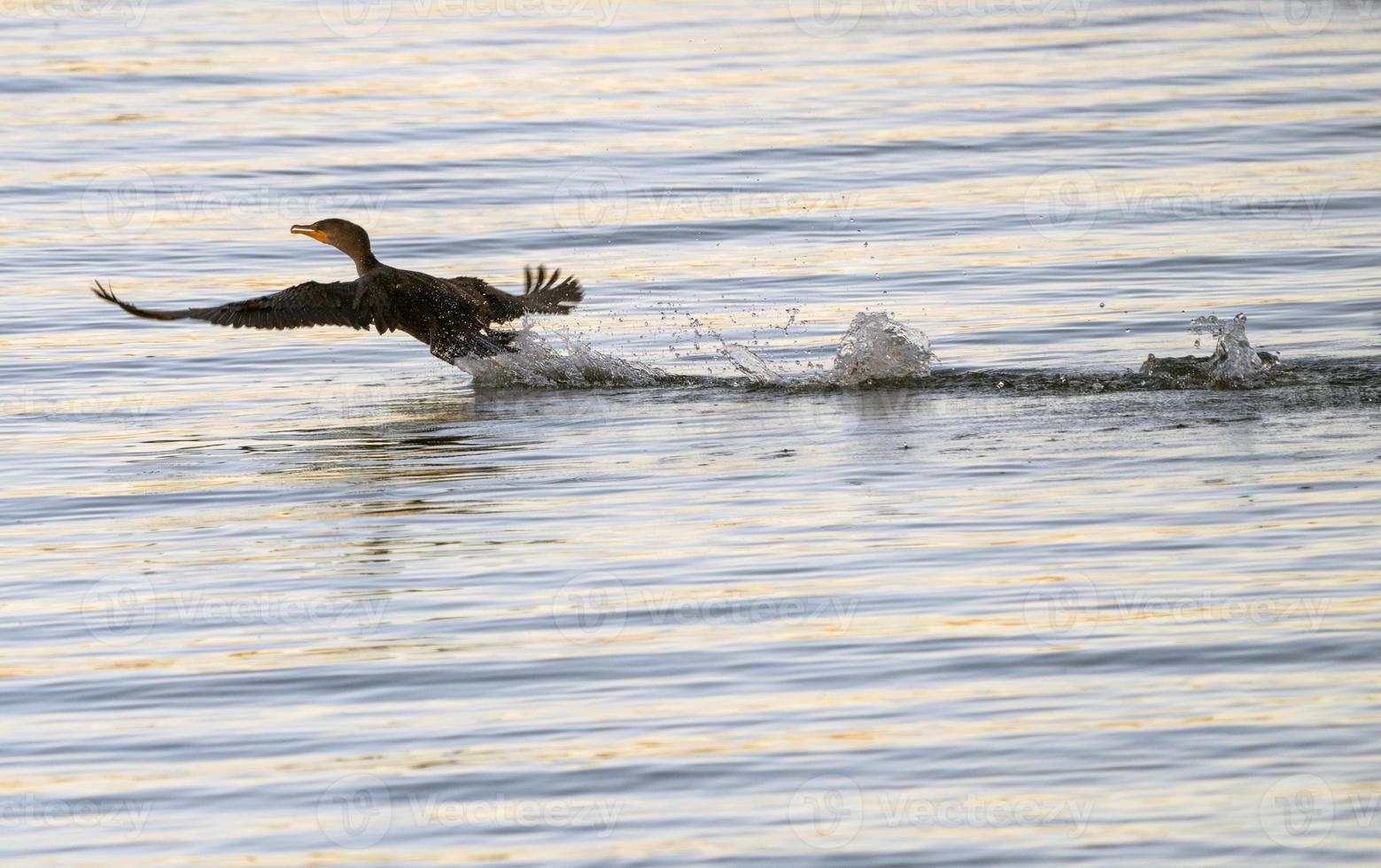 Cormorants in flight photo