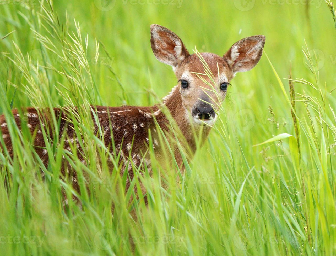 Deer Fawn Canada photo