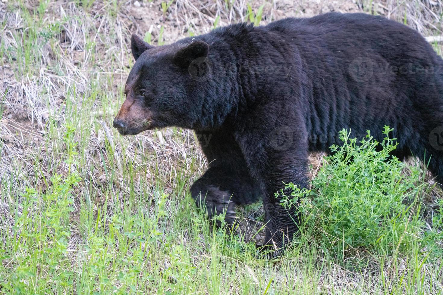 oso negro del norte de canadá foto