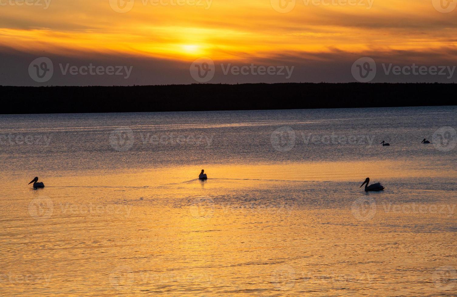 pradera atardecer verano foto