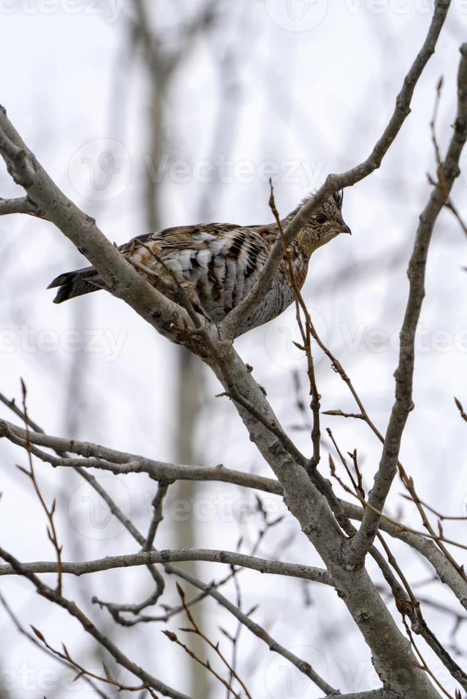 Spruce Grouse Canada photo