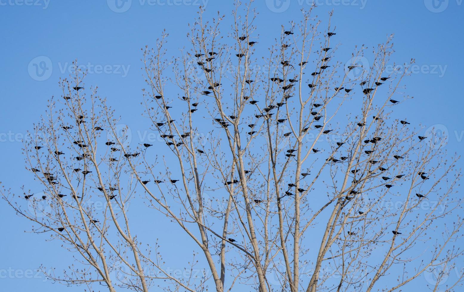 Blackbirds in Tree photo