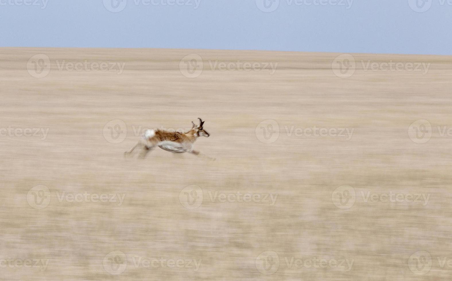 Pronghorn Antelope Saskatchewan photo