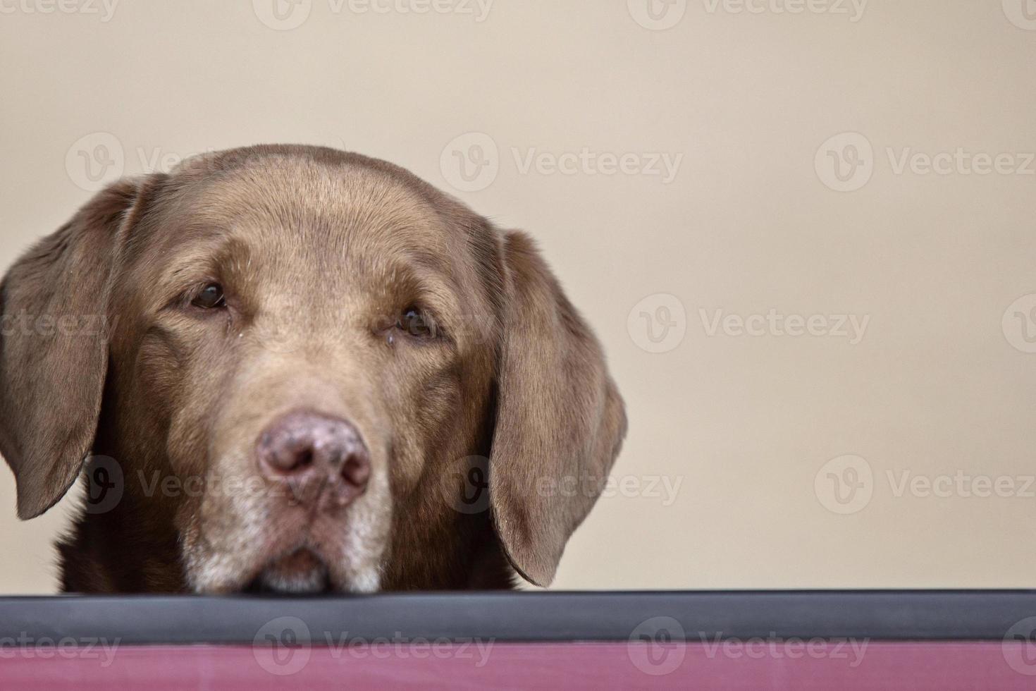 Brown Labrador in window photo