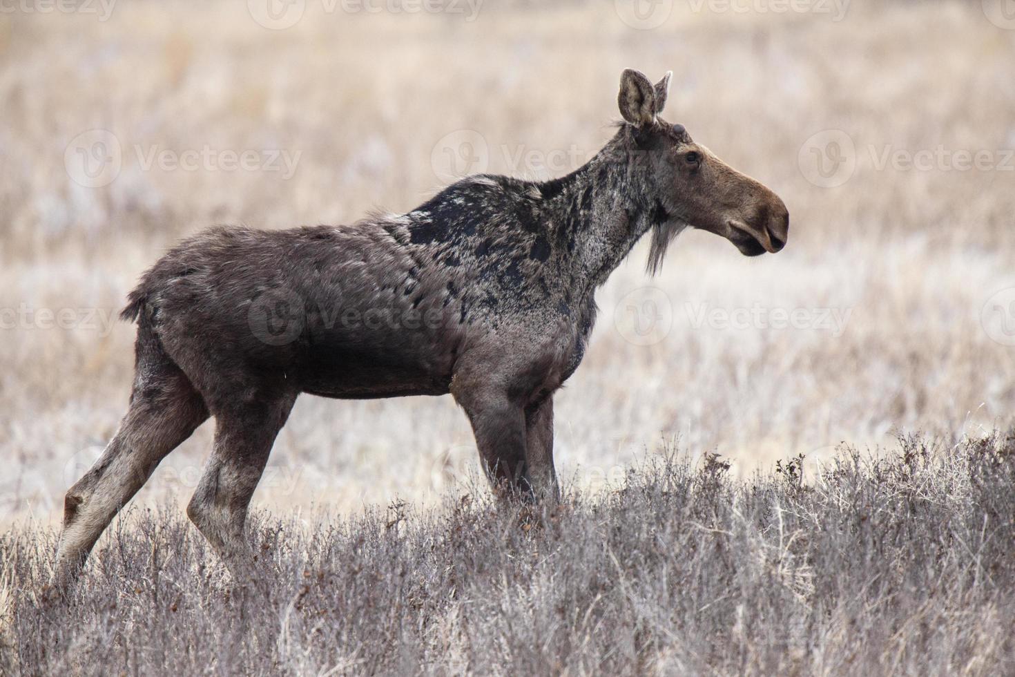 Moose in Saskatchewan photo