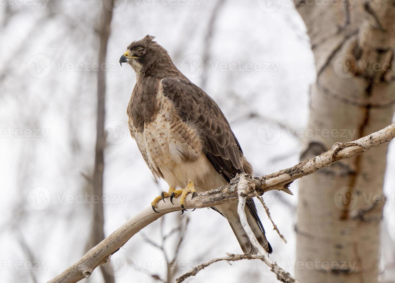 Hawk in Saskatchewan photo