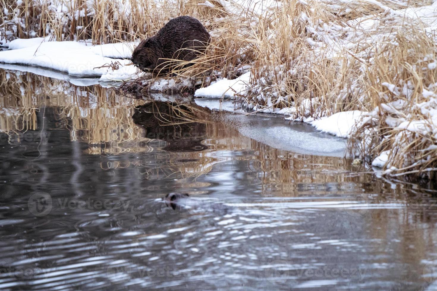 Beaver in Winter photo