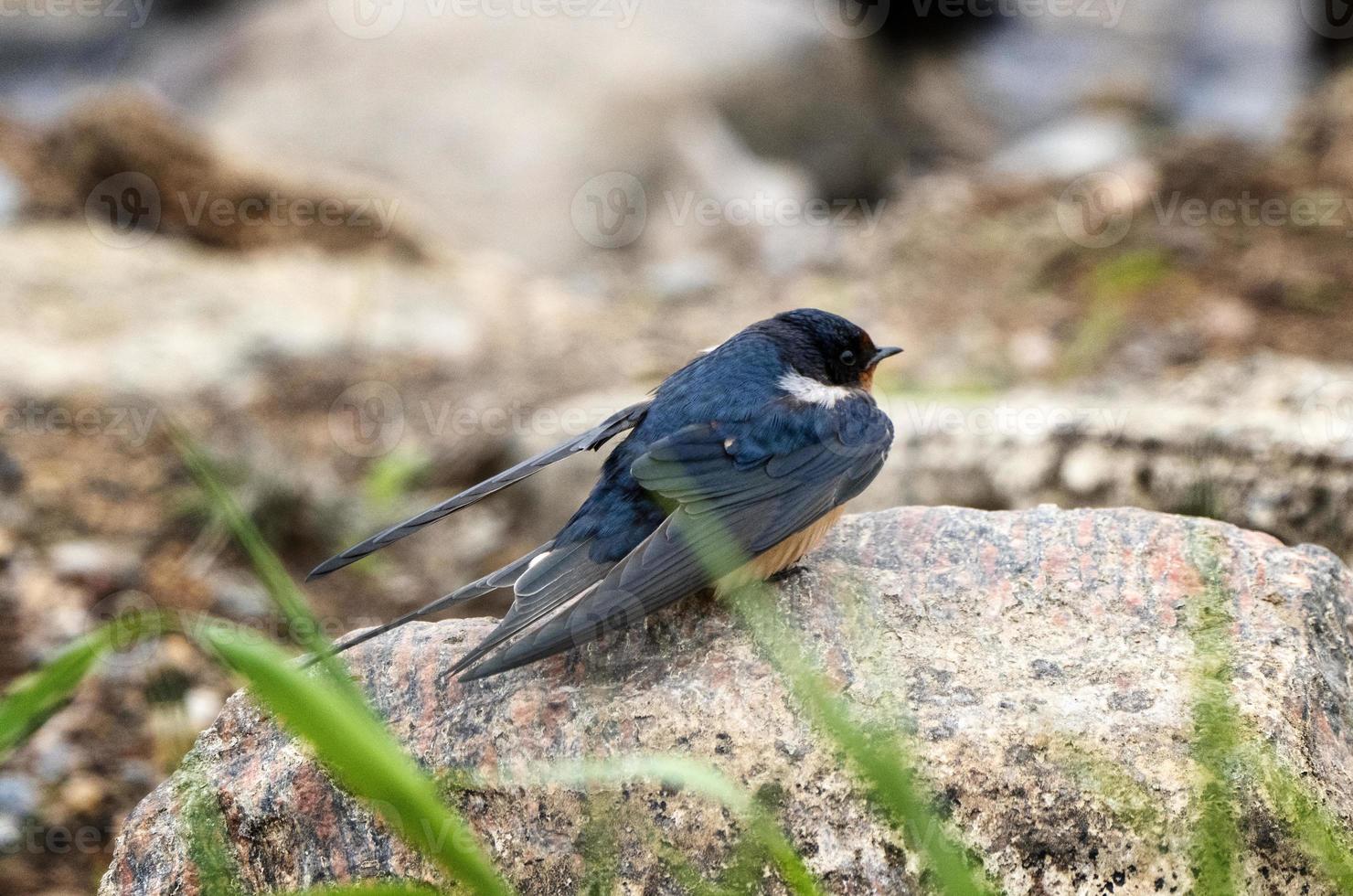 Purple Martin Perched photo