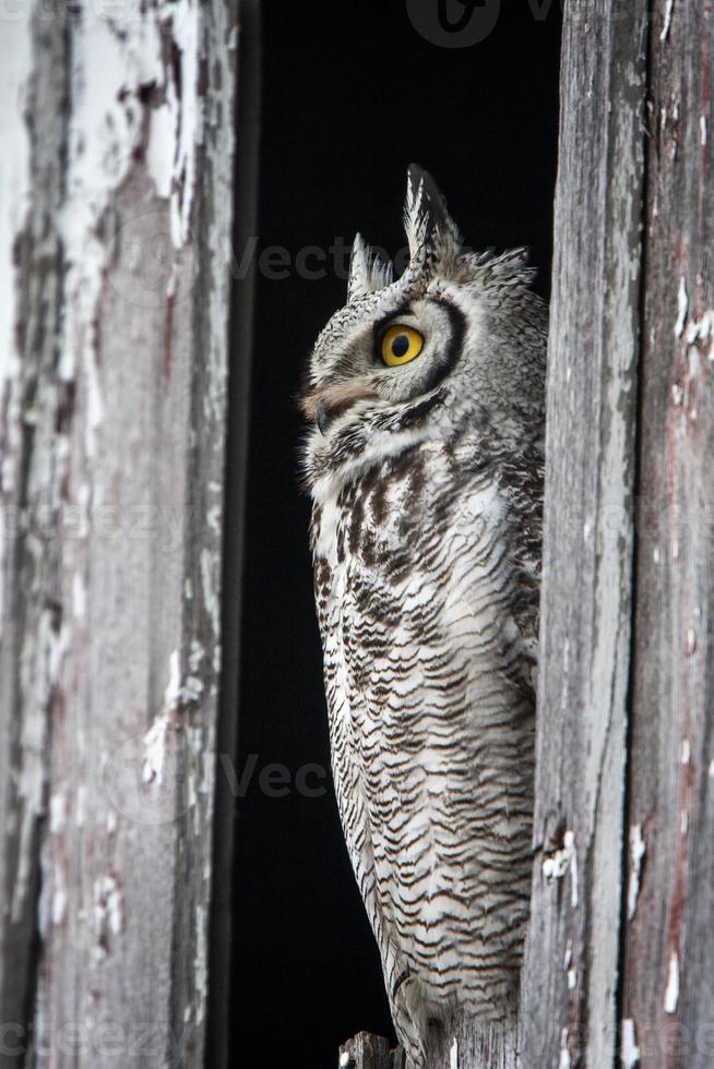 Great Horned Owl Barn photo