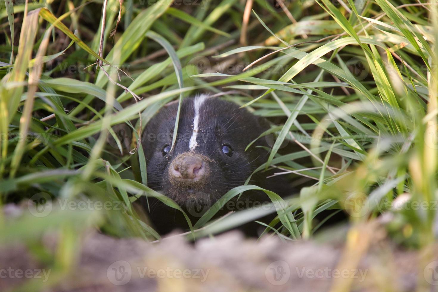 Baby Skunk Peeking photo