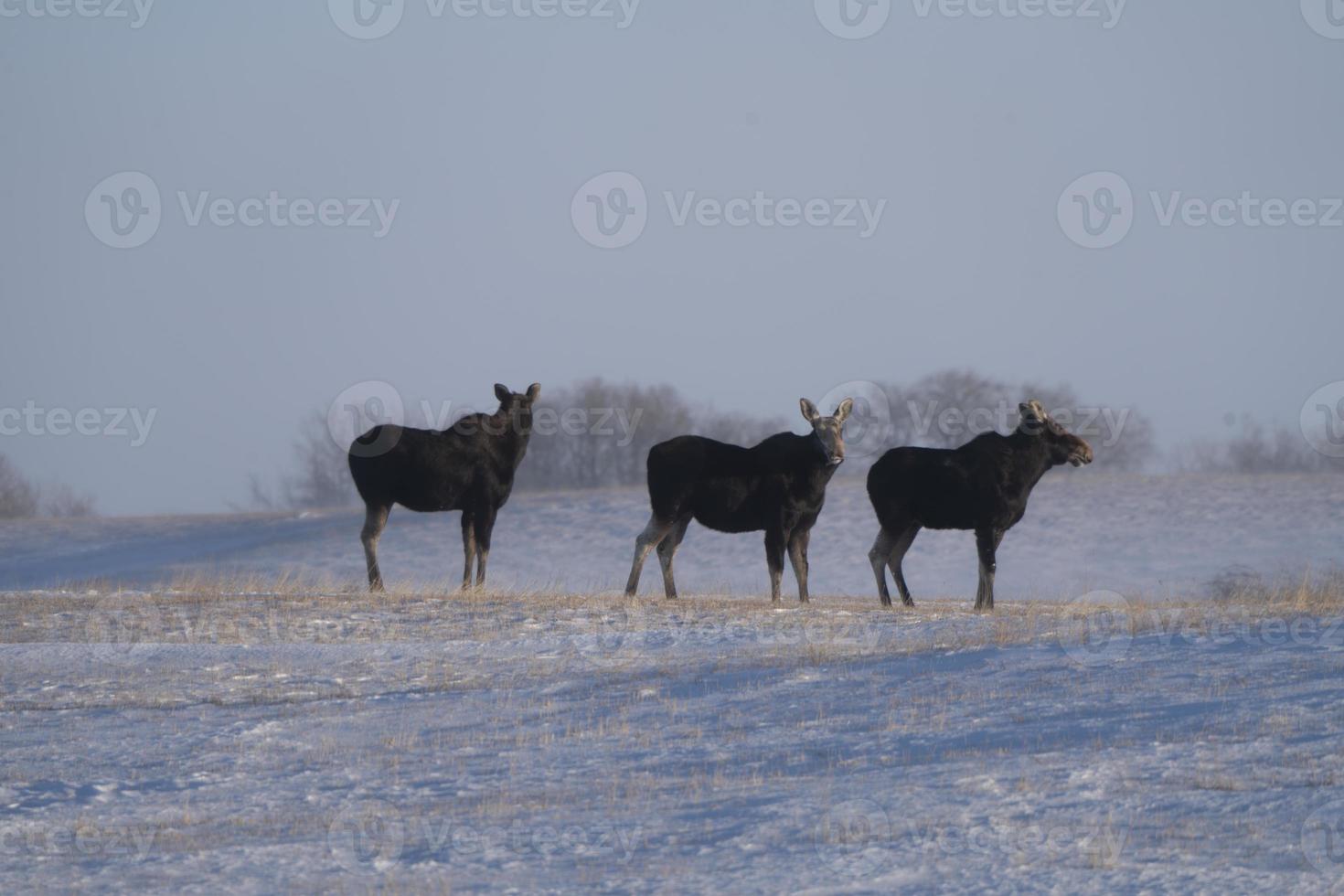 Moose in Blizzard photo