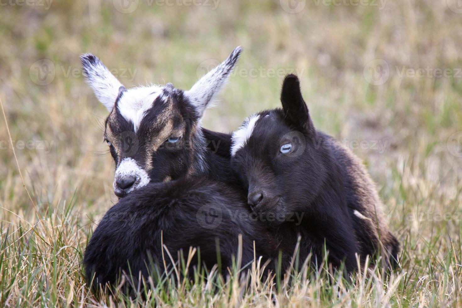 cabras bebé saskatchewan foto