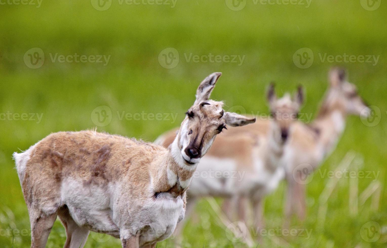 Pronghorn Antelope Saskatchewan photo