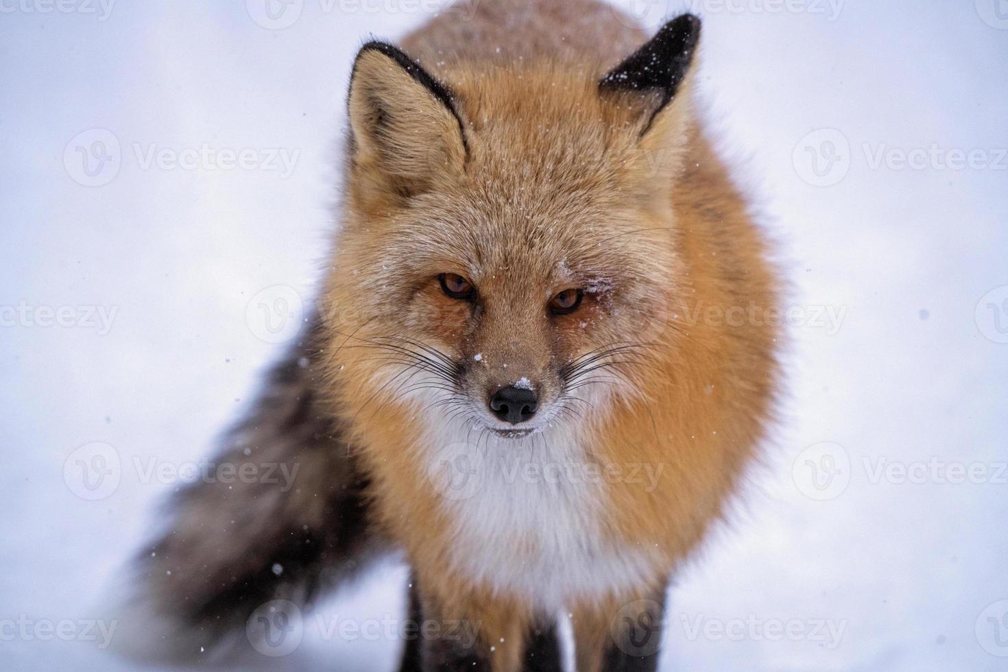 Fox in Winter photo