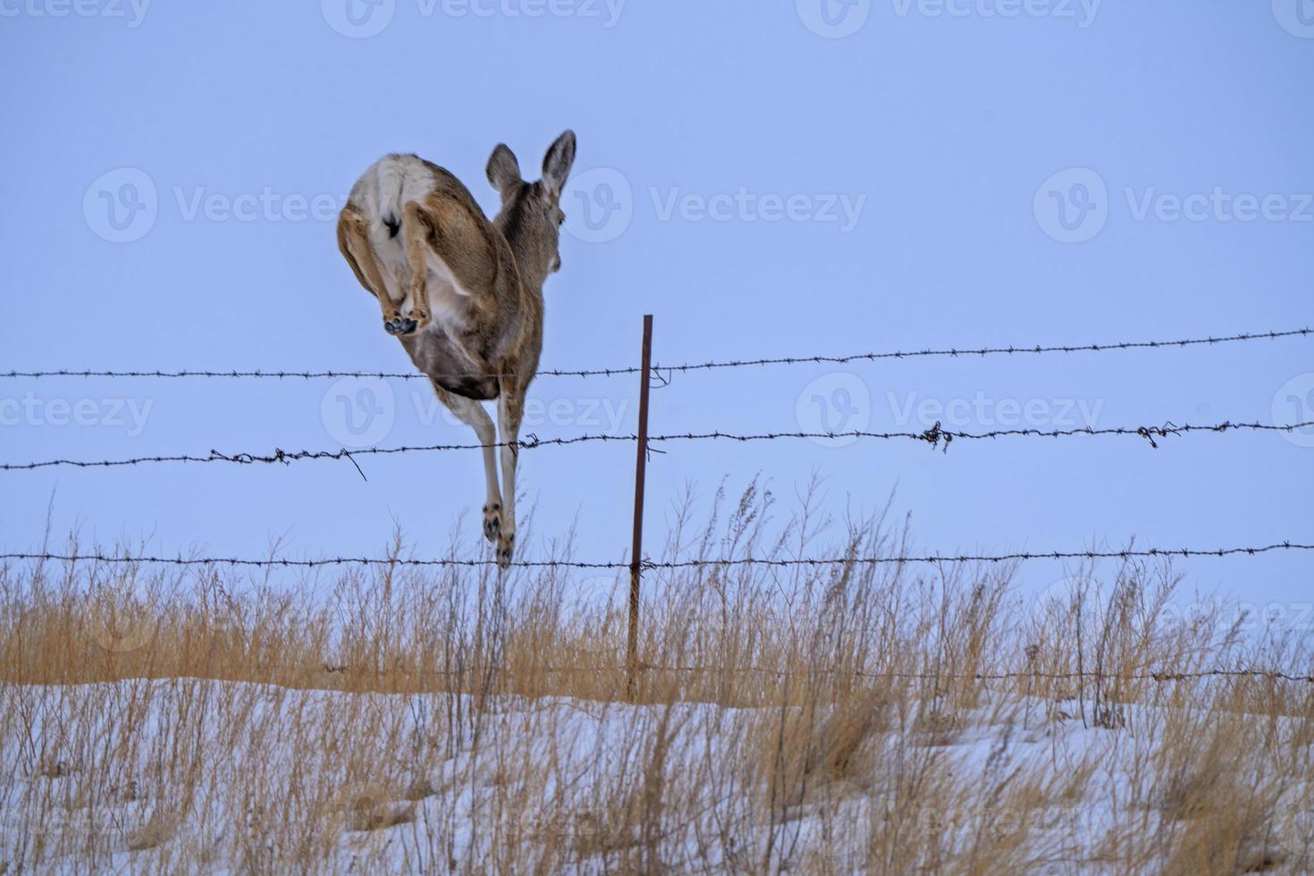 Deer in Winter photo