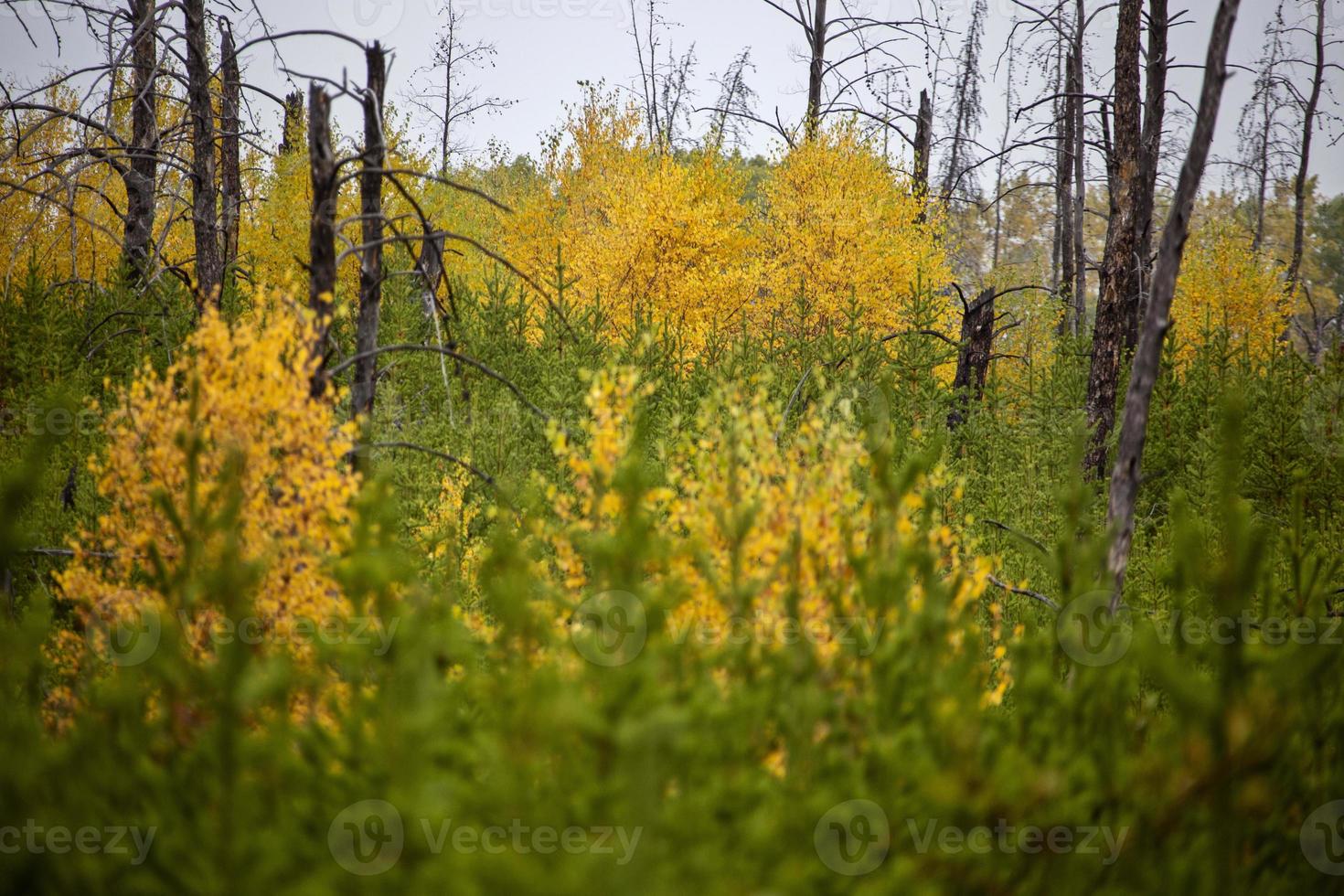 Autumn Northern Saskatchewan photo