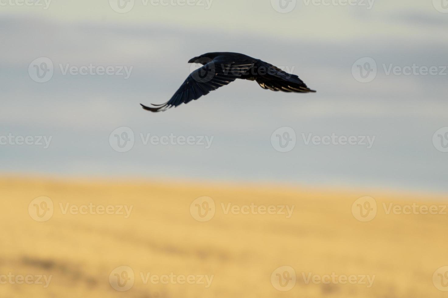 Raven in Flight photo
