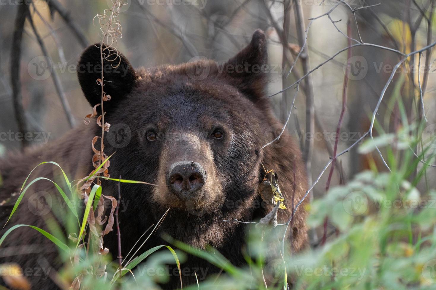 oso salvaje canadá foto