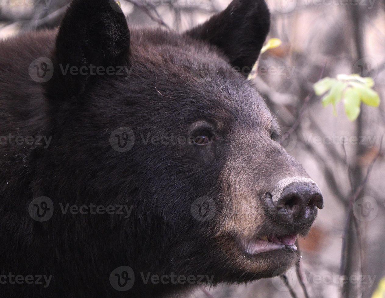 oso salvaje canadá foto