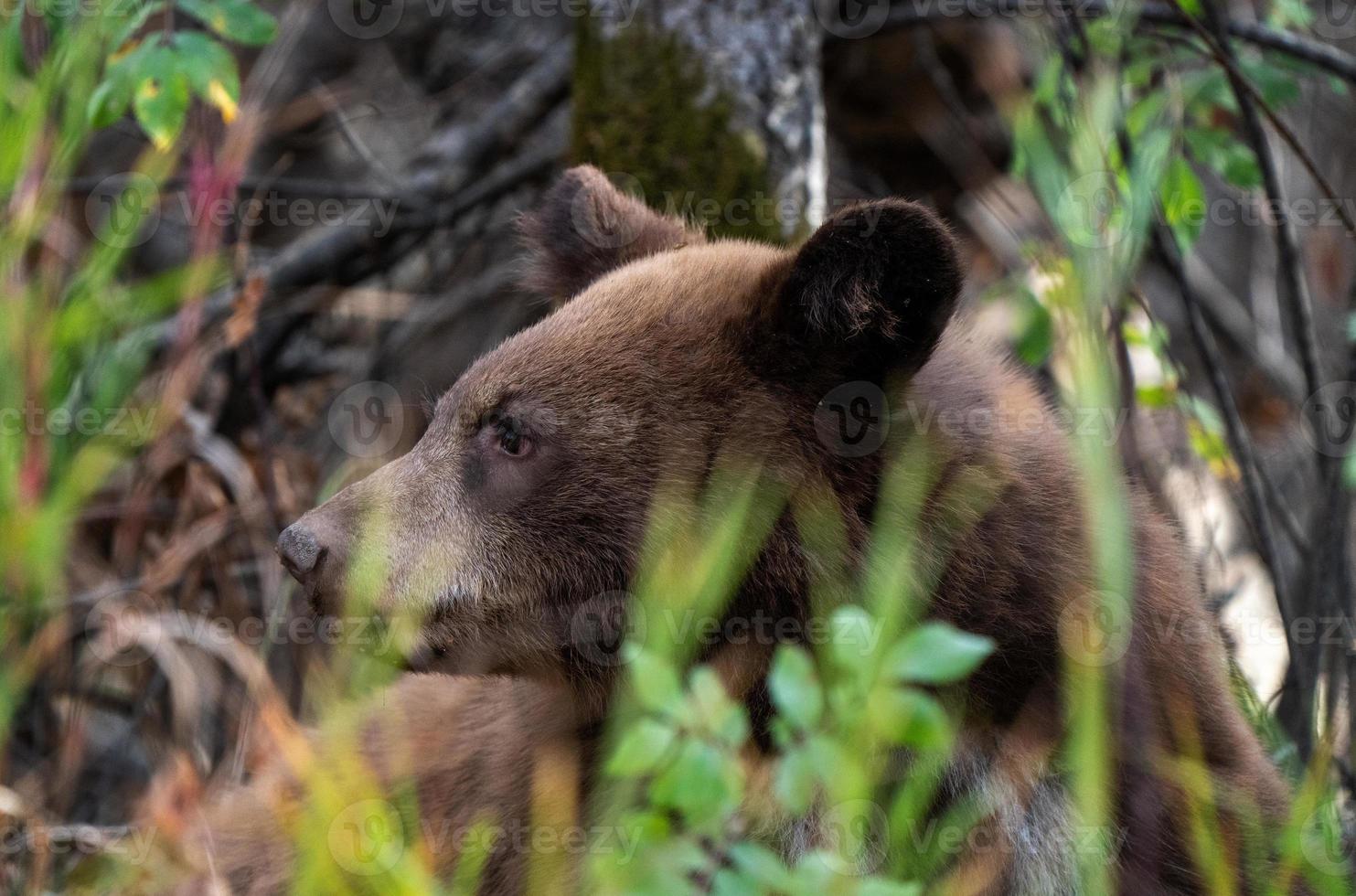 oso salvaje canadá foto