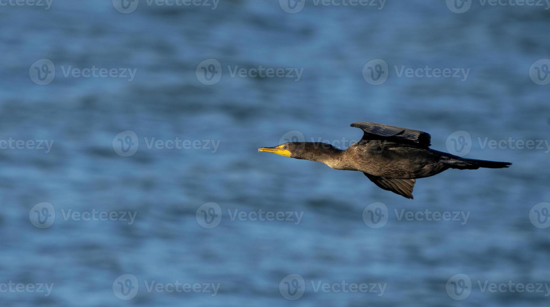 Cormorants in flight photo