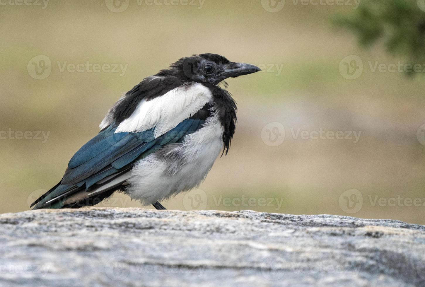 Close Up Magpie Perched photo