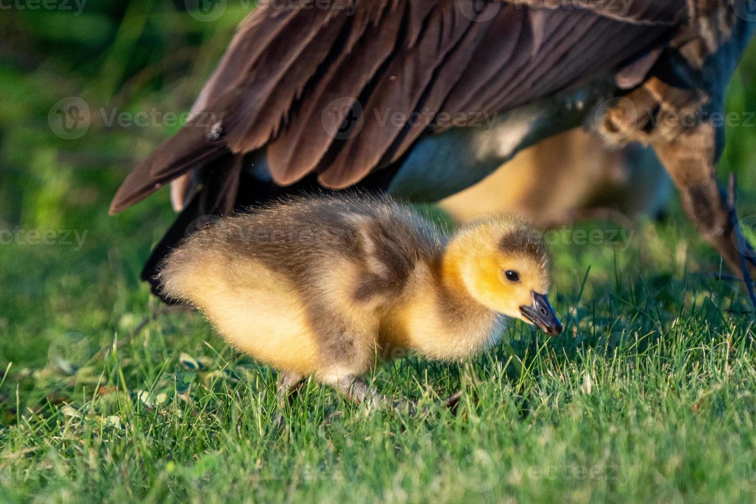 pichones de ganso canadá foto