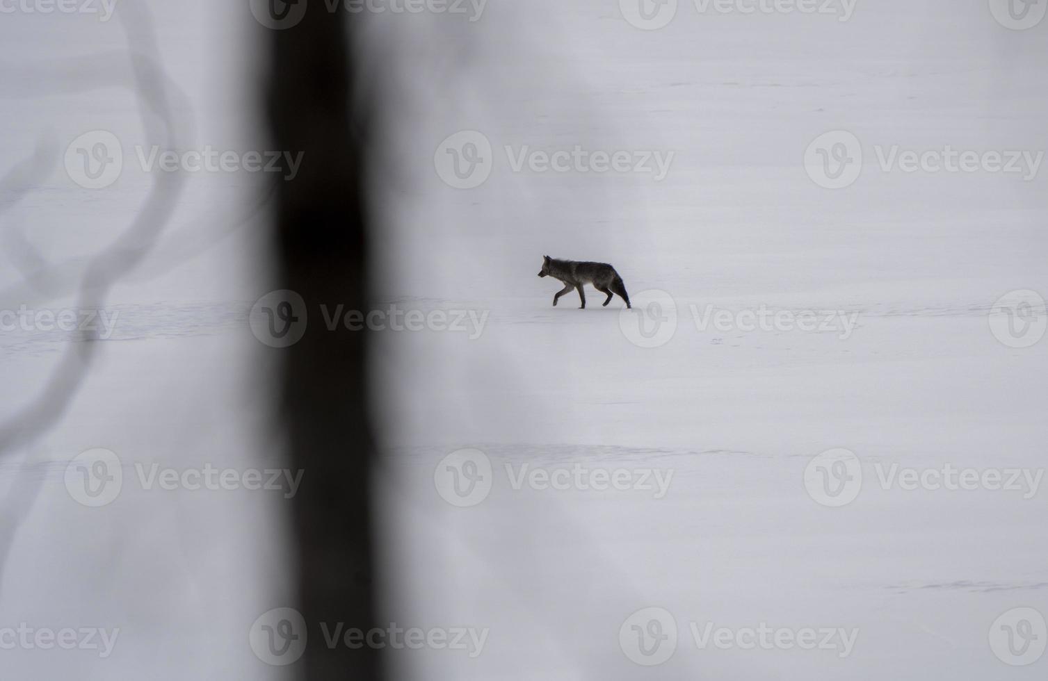 Black Wolf on Lake photo