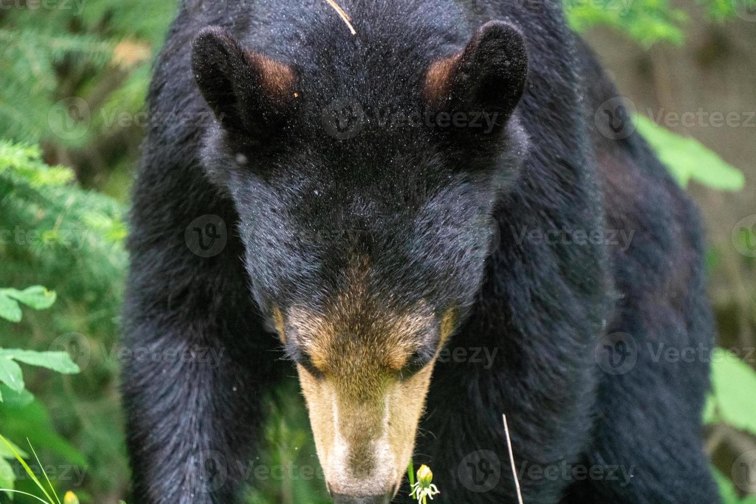 Black Bear Northern Canada photo