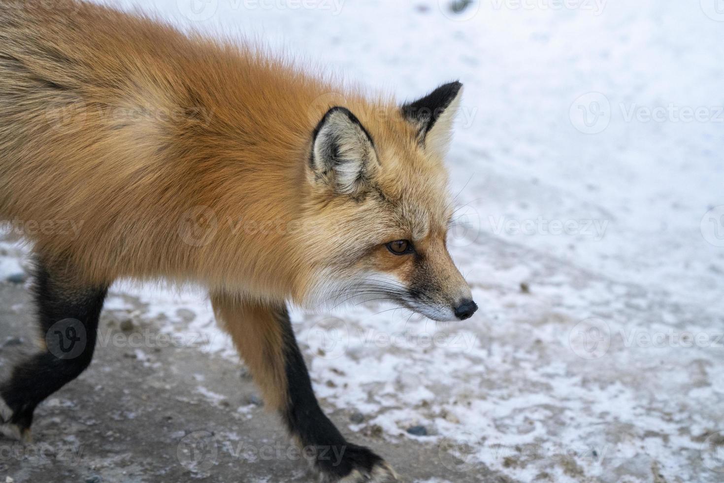 Fox Close Up photo