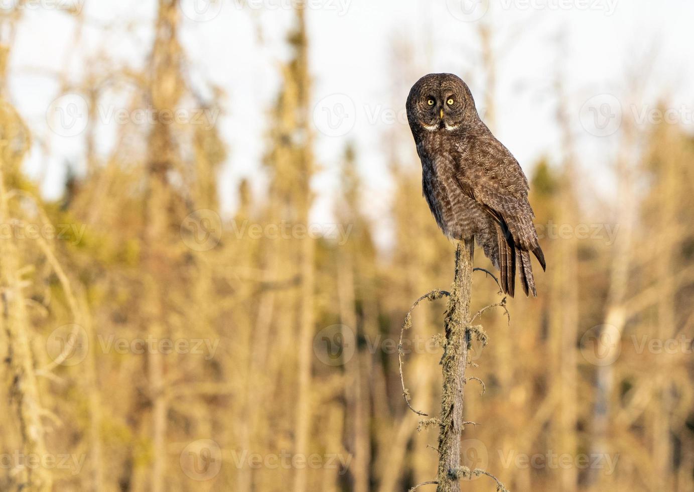 Great Grey Owl Saskatchewan photo