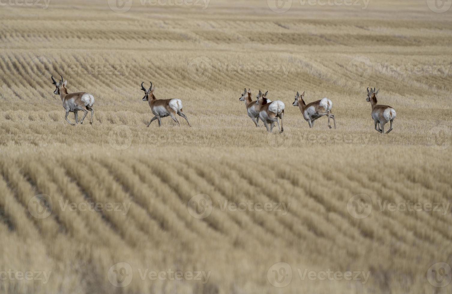 Pronghorn Antelope Saskatchewan photo