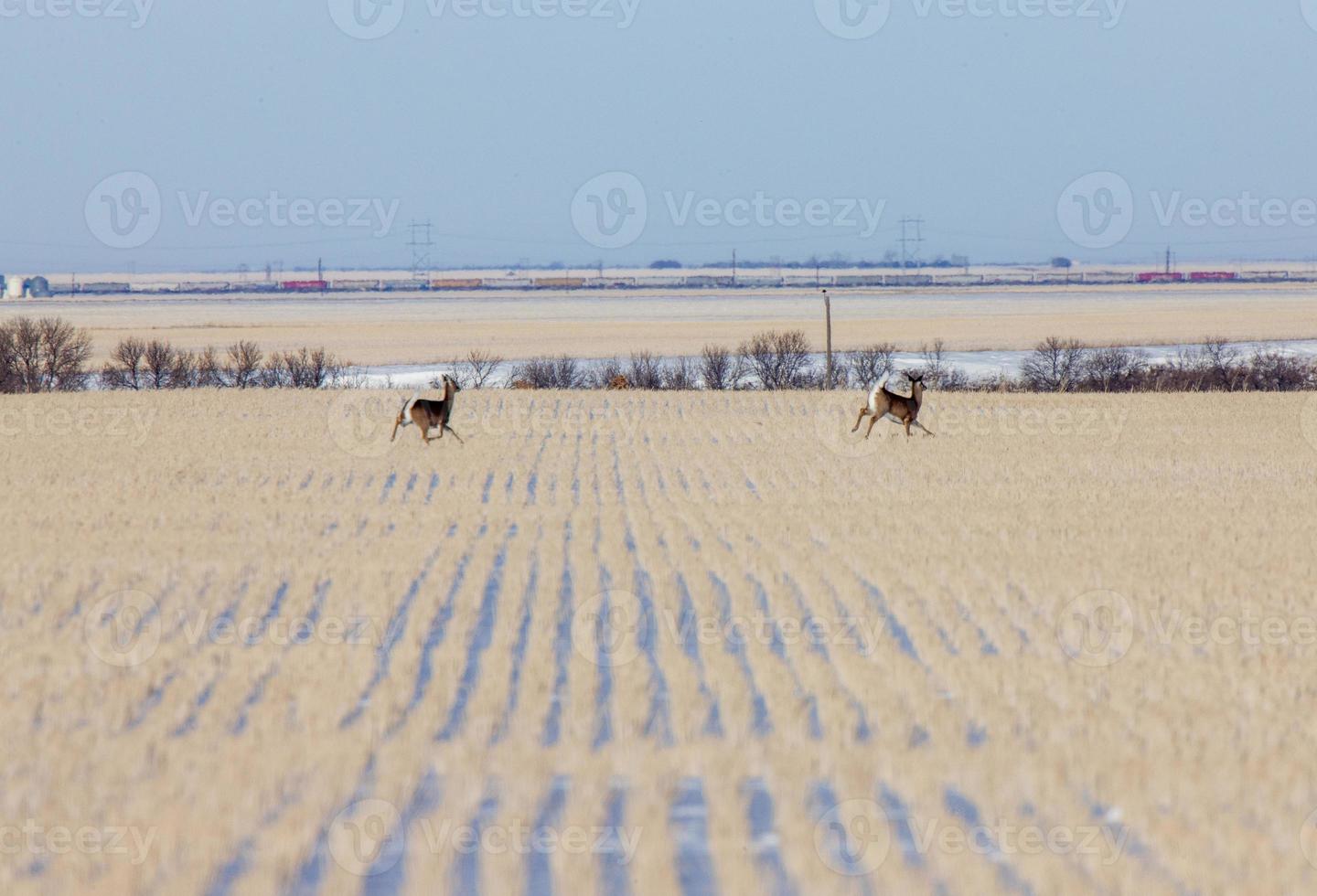 Prairie Winter Scene photo