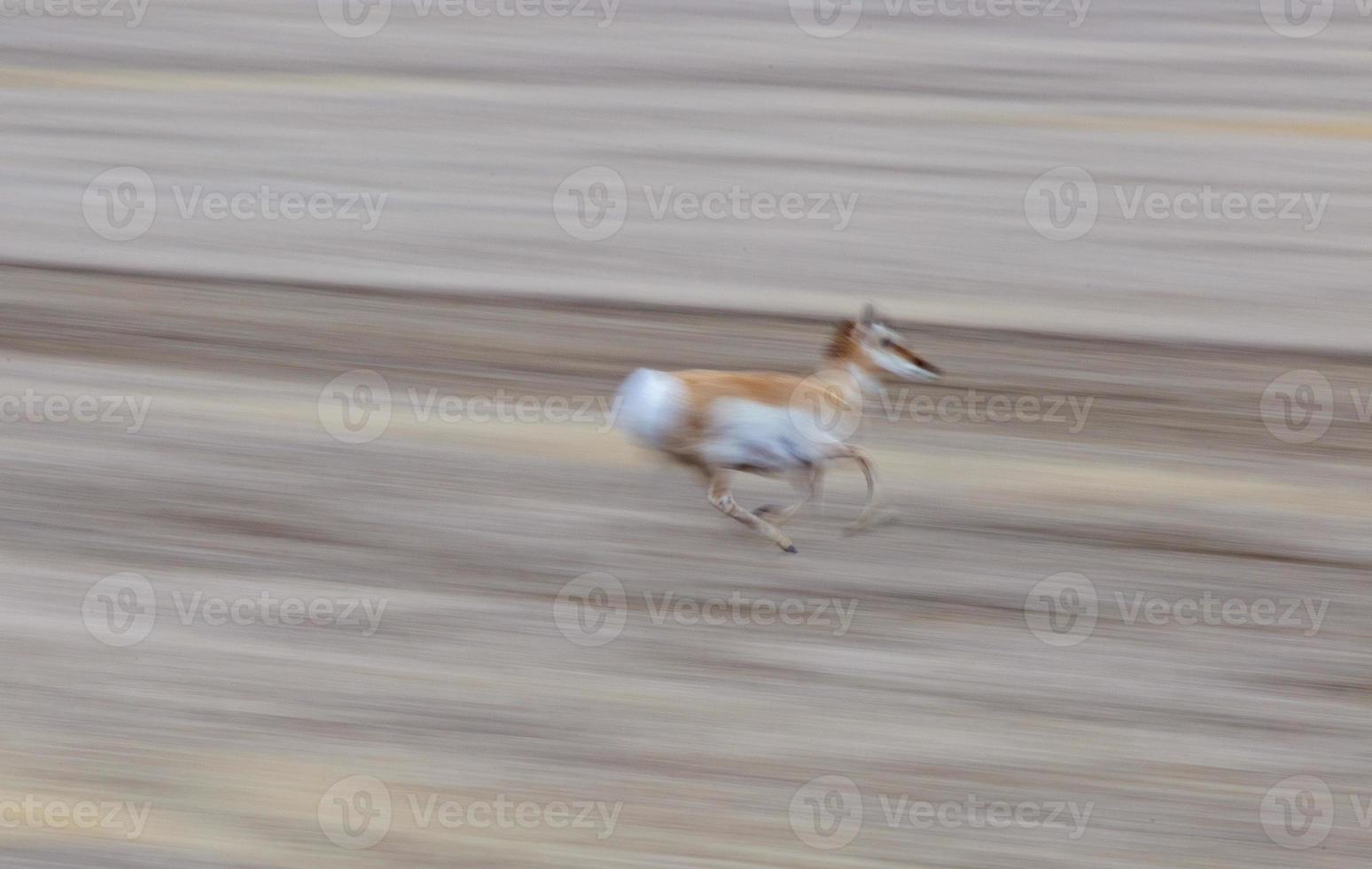 Pronghorn Antelope Saskatchewan photo