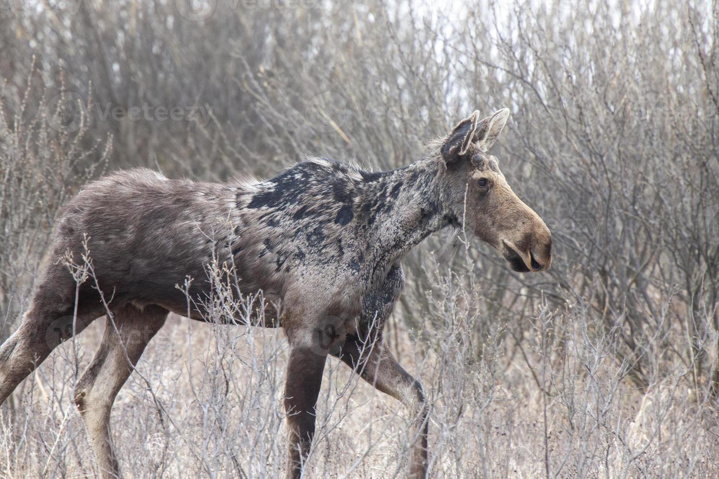 alce en saskatchewan foto