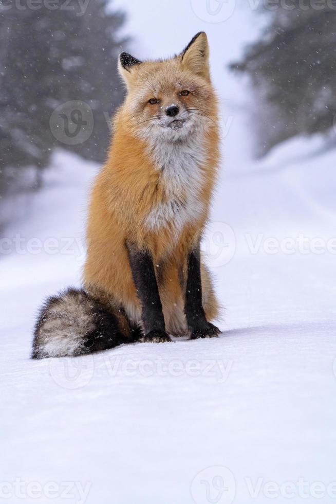 Fox in Winter photo