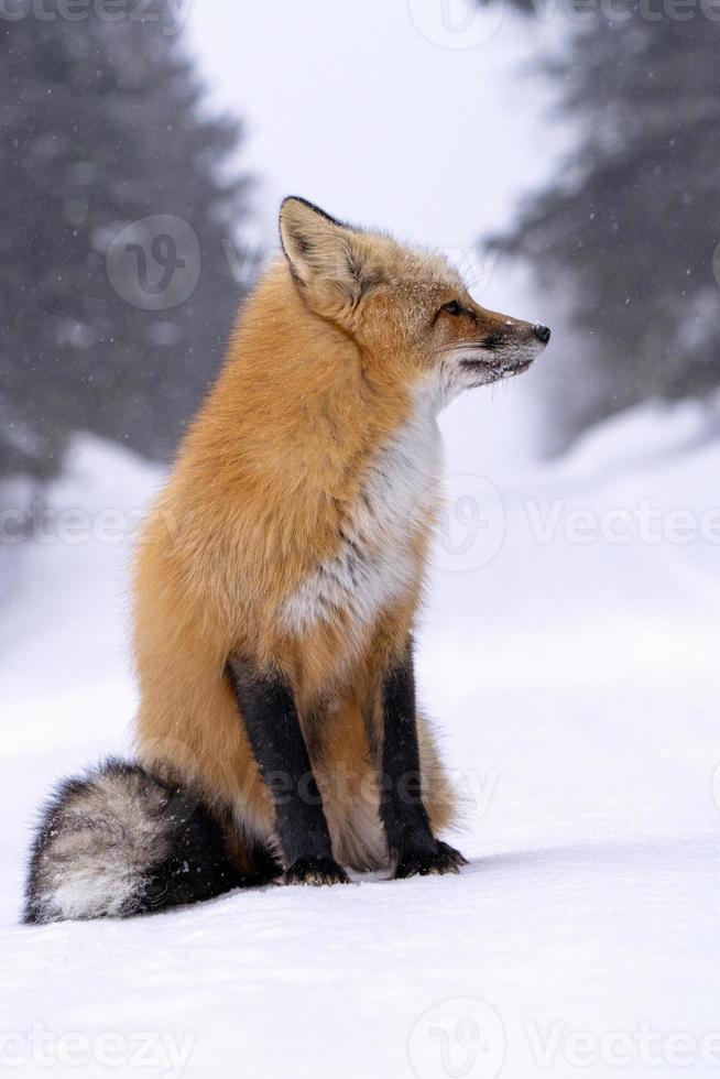 zorro en invierno foto