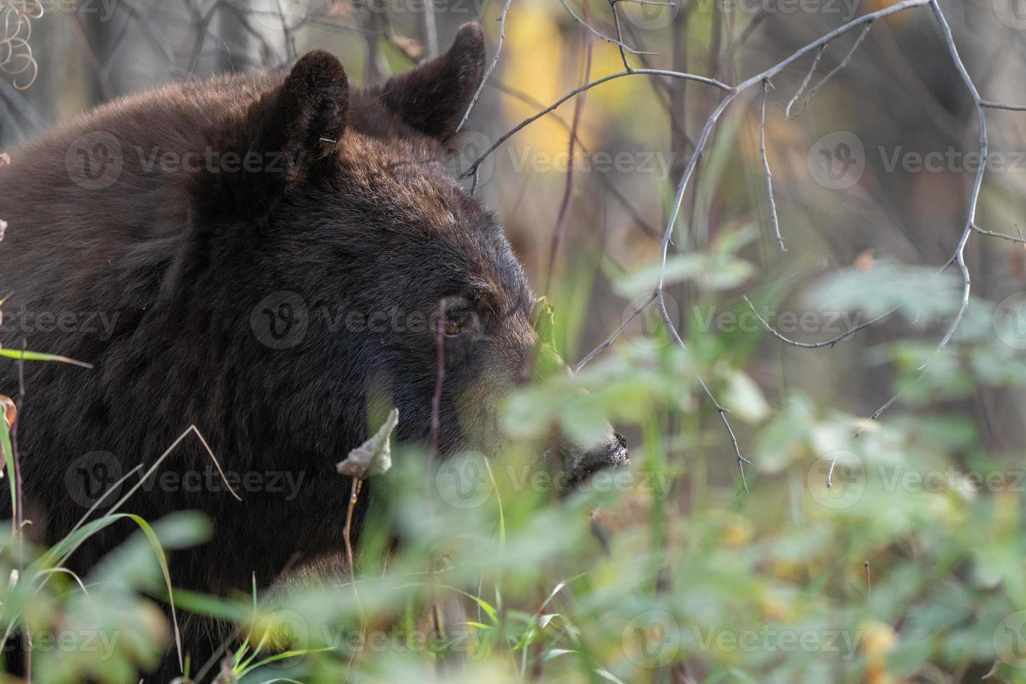 oso salvaje canadá foto