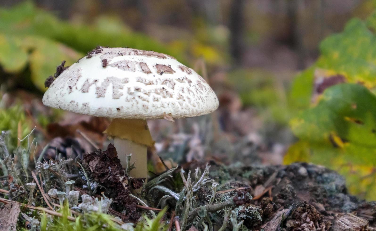 hongo seta blanca amanita amanita citrina. un hongo tóxico, venenoso y alucinógeno en agujas y hojas en el contexto de un bosque otoñal. enfoque selectivo, fondo borroso. foto