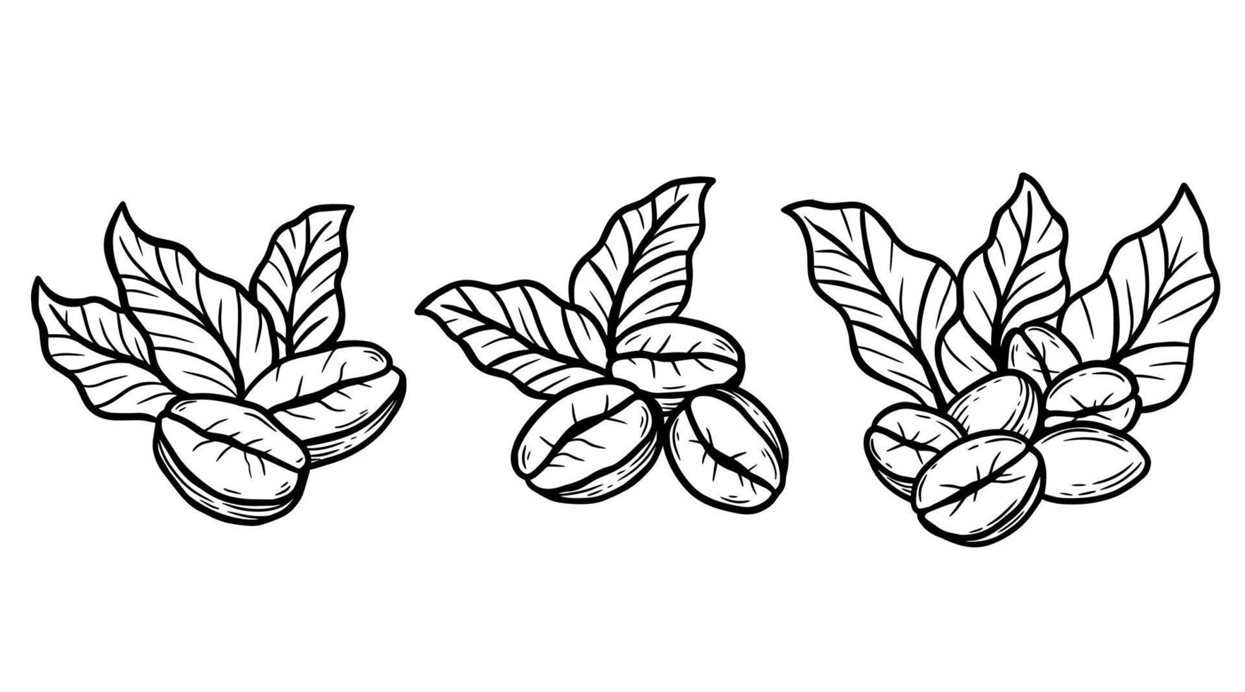 rama de café con frijoles y hojas dibujadas a mano para ilustración de restaurantes de cafetería vector