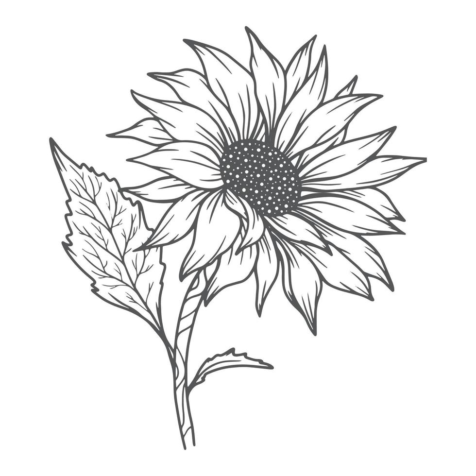 sunflower line art, sunflower line drawing, floral line drawing, sunflower outline vector