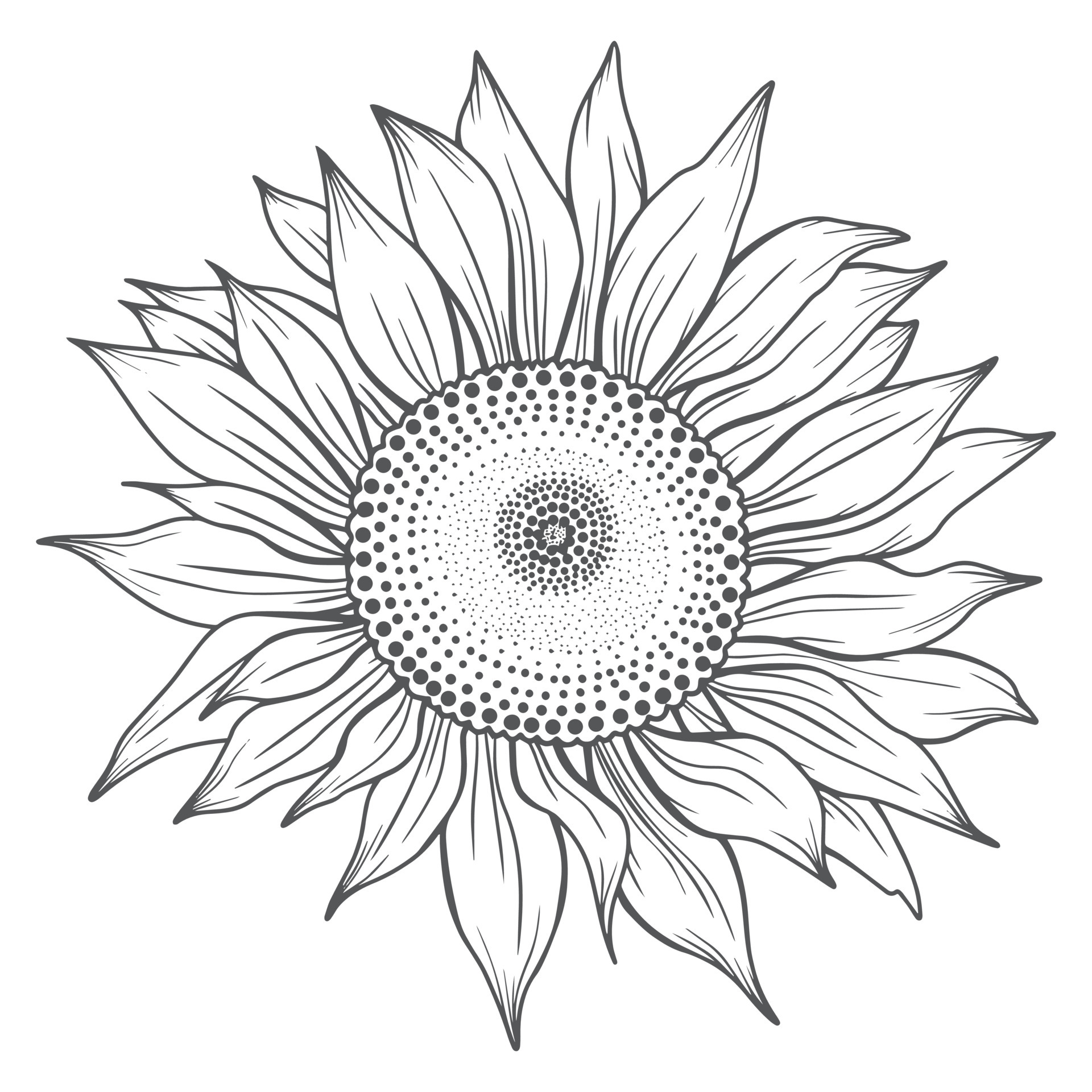 Sunflower hand drawn vector illustration. Floral ink pen sketch. Black and  white clipart. Realistic wildflower freehand drawing. Isolated monochrome  floral design element. Sketched outline Stock Vector Image & Art - Alamy