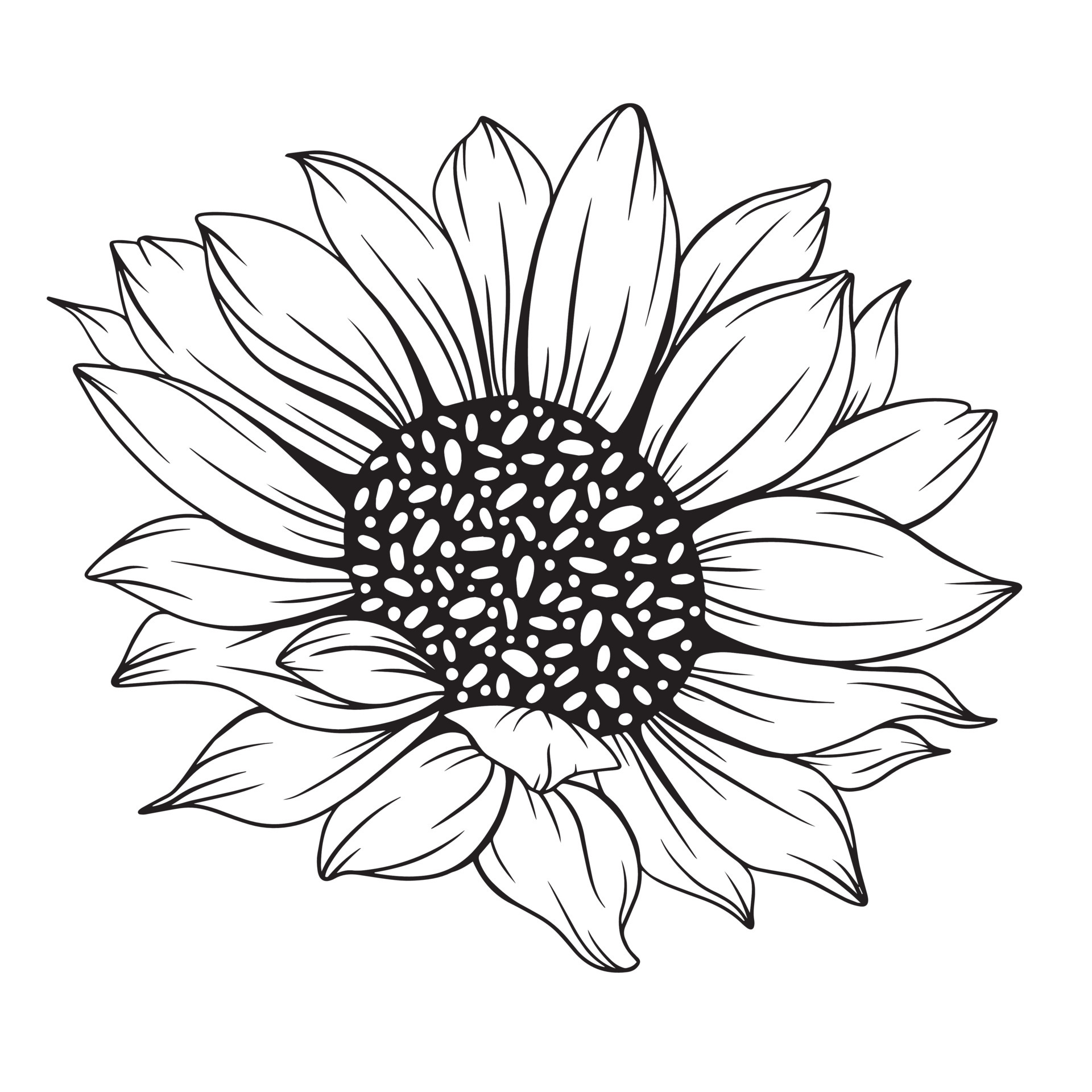 Sunflower Sketch Vector Seeds Blooming Flowers Collection Stock  Illustration - Download Image Now - iStock