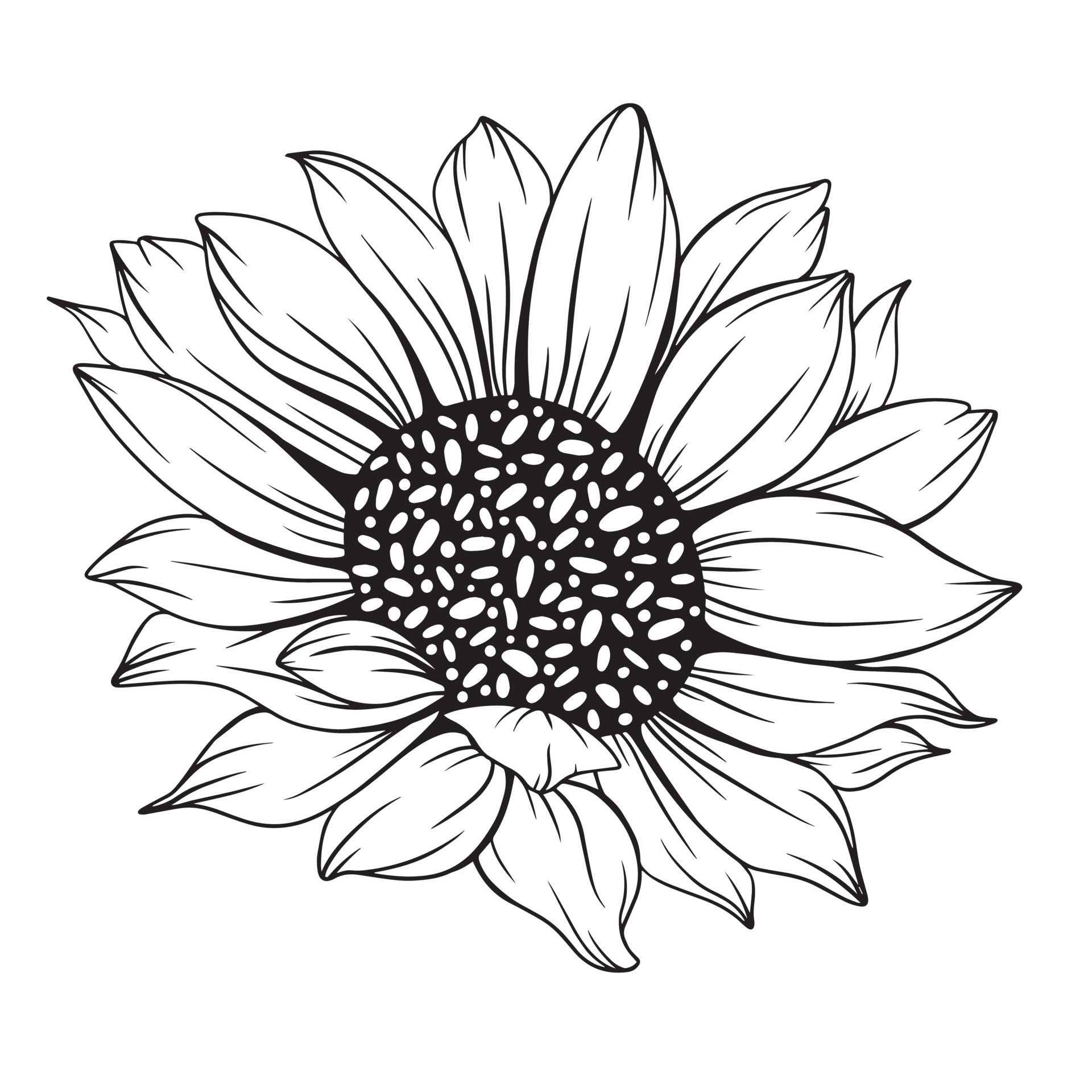 Sunflower Outline Drawing